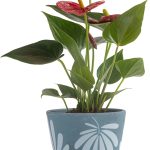 Costa Farms Live Indoor Plant Red Anthurium in 4in Decor Pot, Size: 4 inch