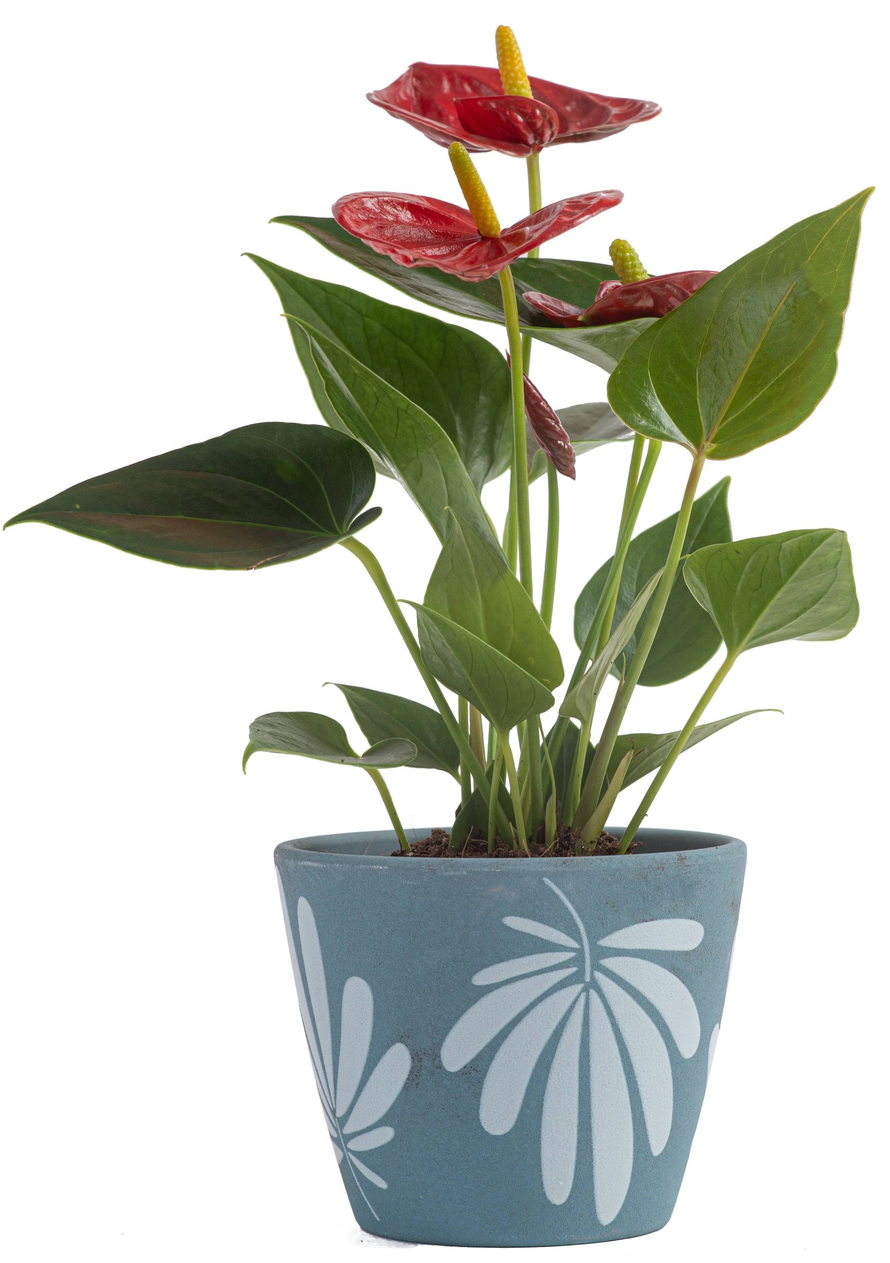 7597741259b4cf09d2ce012ab2d2da25dfbd37ba1e70ca5e2278cd14fc158c7e.jpg Costa Farms Live Indoor Plant Red Anthurium in 4in Decor Pot, Size: 4 inch - Image 1