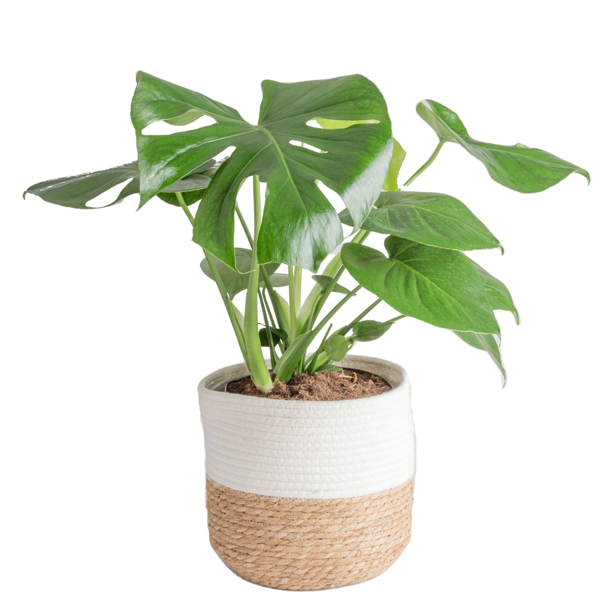 759f7b41eb600e6154dbba96c0831581304b66fd31d3bf228a0a4a18e82fe04f.jpg Costa Farms Swiss Cheese Monstera Deliciosa, Indoor Plant in in Decor Planter, 2 to 3-Feet Tall, White-Natural - Image 1