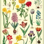 Poster Wrap (Garden Bulbs)