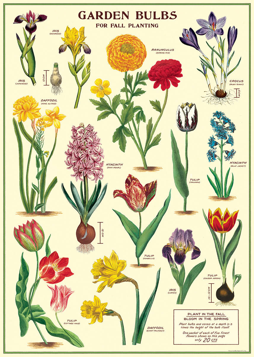 76011b8109b9283014f51f048153a7415746ecee79fedd107f1b0f10cb434e0d.jpg Poster Wrap (Garden Bulbs) - Image 1