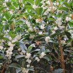 1 gal. White Tea Olive Flowering Evergreen Shrub