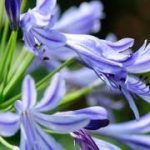 Outsidepride Lily of The Nile Flower Seeds - 25 Seeds