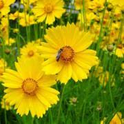 787f959390a6687b7f3f2e1f2941c25c7048f6c9b57b1194d17b363d99f9562c.jpg Outsidepride Coreopsis Seeds - Lance Leaved - 5000 Seeds - Image 1