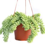 Live Hanging Succulent Plants ÿ Vining Succulent Collection- Fully Rooted Large 6-Inch Hanging Succulent (String of Pearls) (Hanging Burro's Tail)