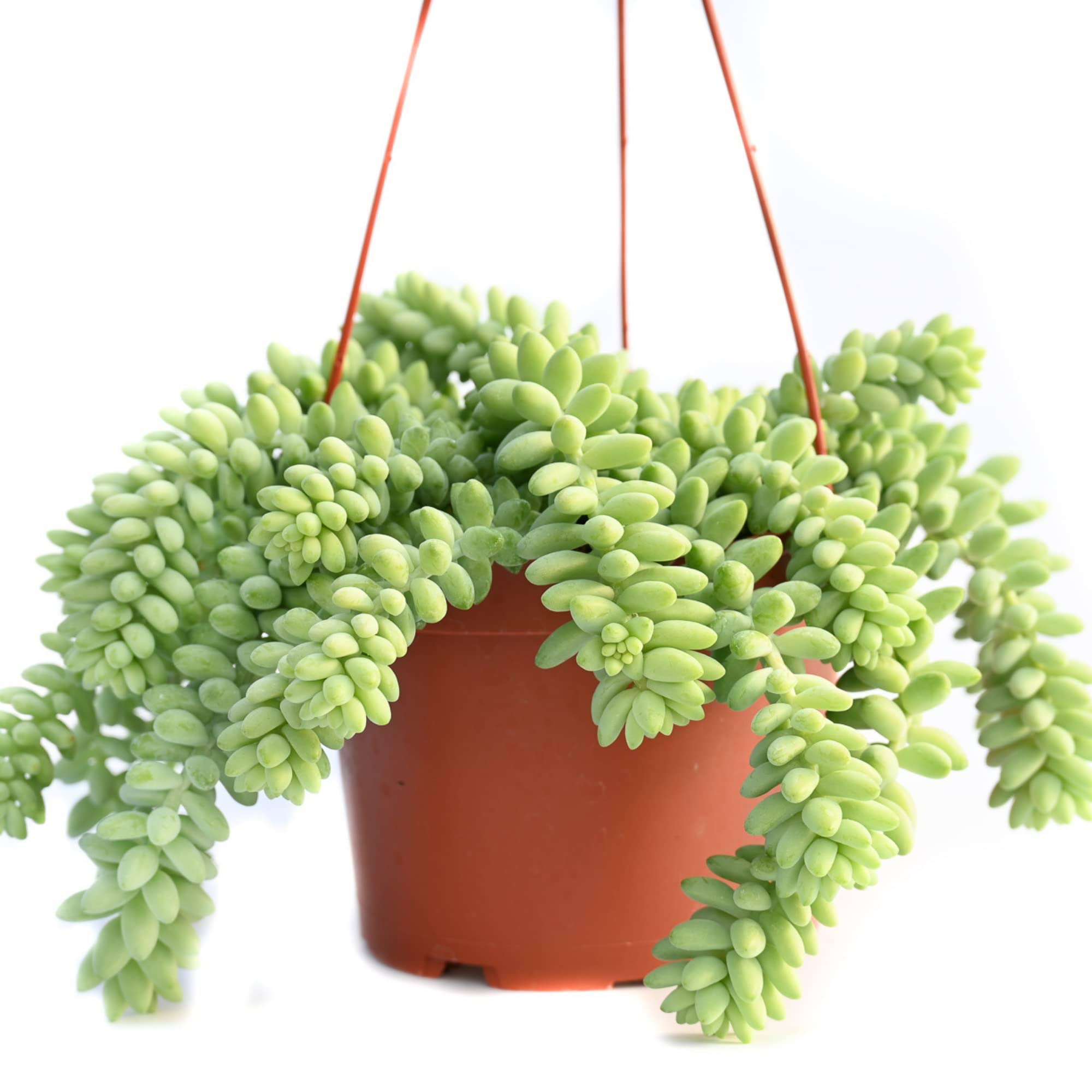 7942b60a115db00071f0ee0b858e94a62a7a4900af6a406bfc27a9ed0ce740e8.jpg Live Hanging Succulent Plants ÿ Vining Succulent Collection- Fully Rooted Large 6-Inch Hanging Succulent (String of Pearls) (Hanging Burro's Tail) - Image 1