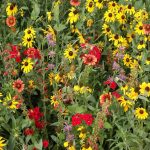 Outsidepride Texas/Oklahoma Wildflower Seed Mix - 1 lb