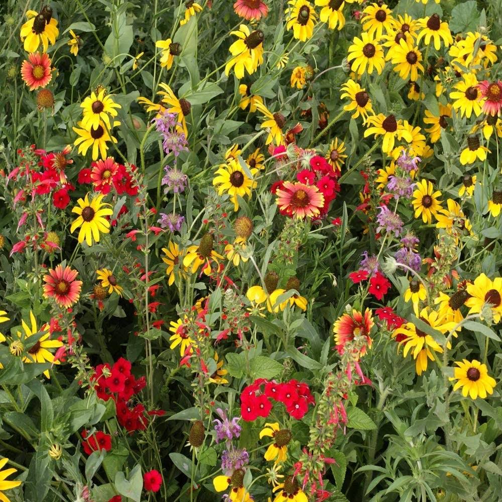 798b5a68d526dd8934e639b7d508c38ec33fee2803ce3255b90db4284c5992ce.jpg Outsidepride Texas/Oklahoma Wildflower Seed Mix - 1 lb - Image 1
