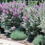 Texas Sage - 10 Live Plants - Leucophyllum Frutescens - Low Maintenance Drought Tolerant Flowering Shrub