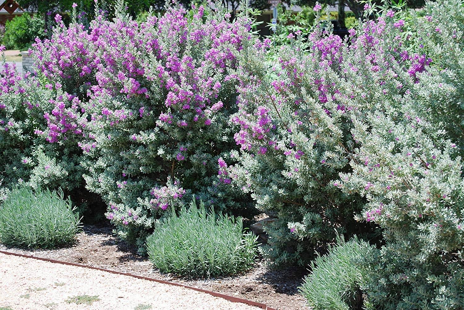 79ea6fcee9995ef987139ea822f420dc5c12da02680ed7e5f04fd03b4fb55bc8.jpg Texas Sage - 10 Live Plants - Leucophyllum Frutescens - Low Maintenance Drought Tolerant Flowering Shrub - Image 1