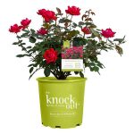 1 gal. Red Double Knock Out Rose Bush with Cherry Red Flowers