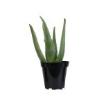 Altman Plants Aloe Vera Plastic Succulent