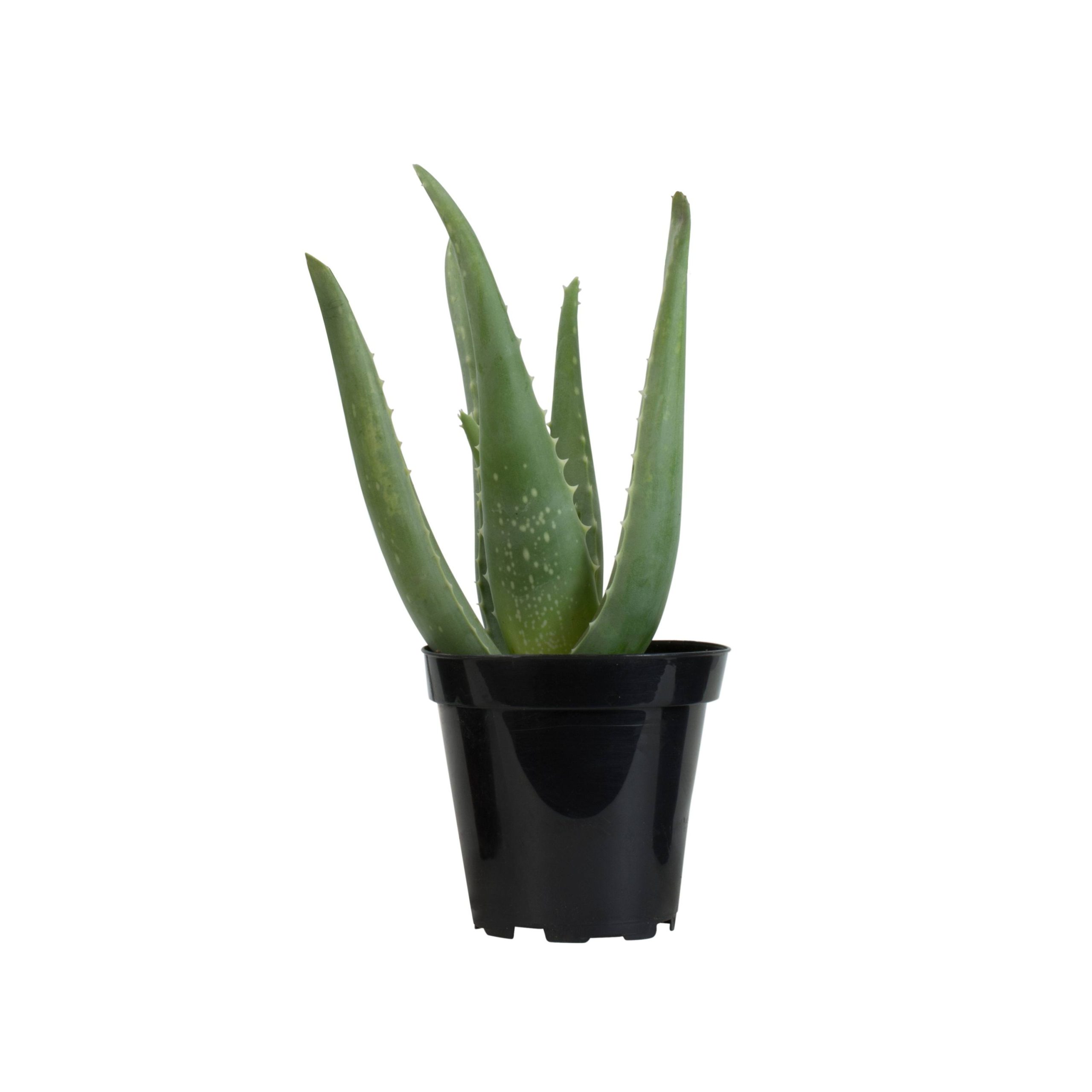 7a3ba9fe8ebc8ae848d2e1fc8342cb5660e7cad2bacd72617507837bfcc5cf40.jpg Altman Plants Aloe Vera Plastic Succulent - Image 1