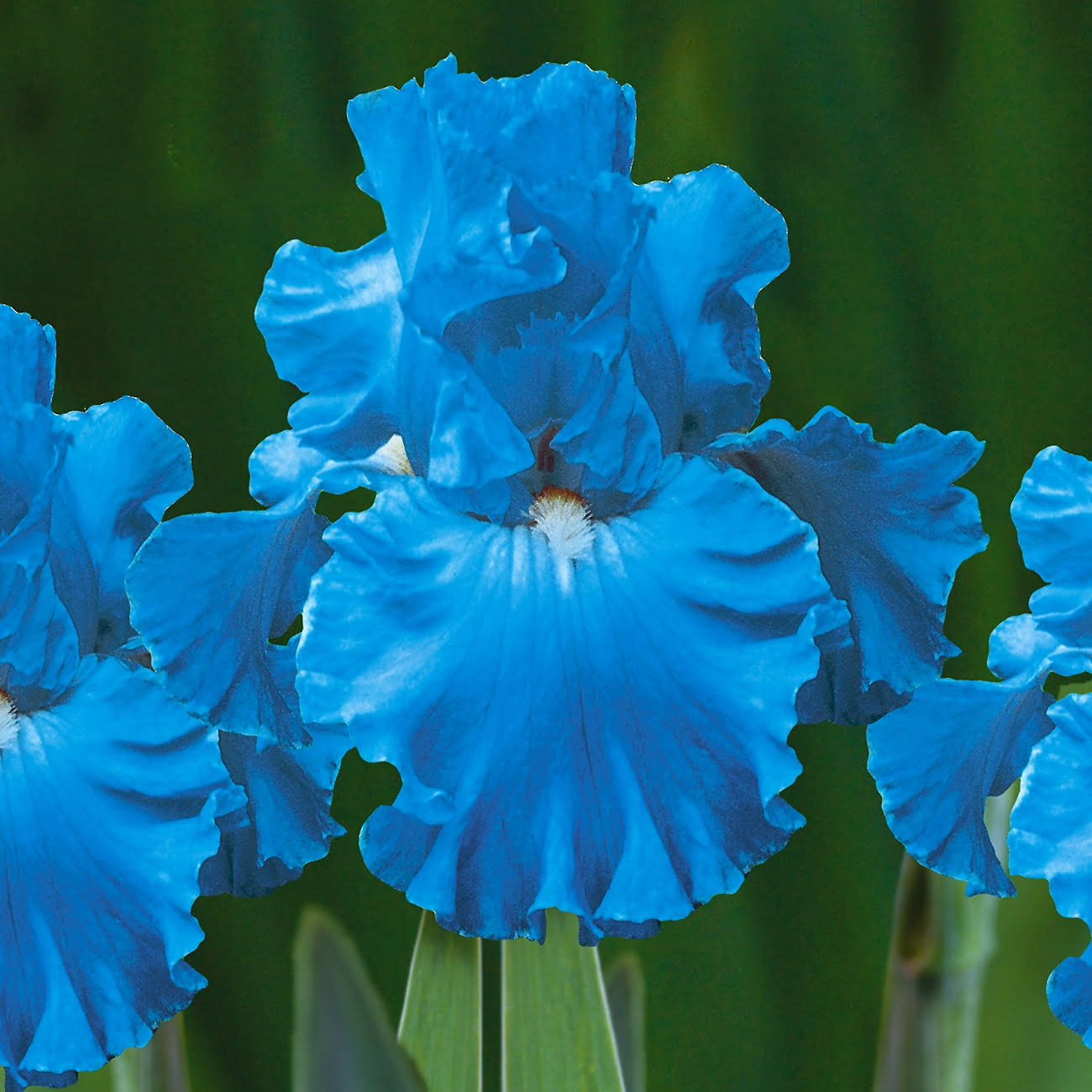 7a52725a976730b89a7c63824a50073d7696dbb2bbfd879f41fb57a06d0d2a60.jpg Van Zyverden Iris Bearded Full Tide Dormant Bulb Full Sun; 6+ Hrs Blue - Image 1