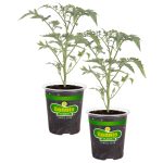 Bonnie Plants Yellow Cherry Tomato 19.3 oz. 2-Pack