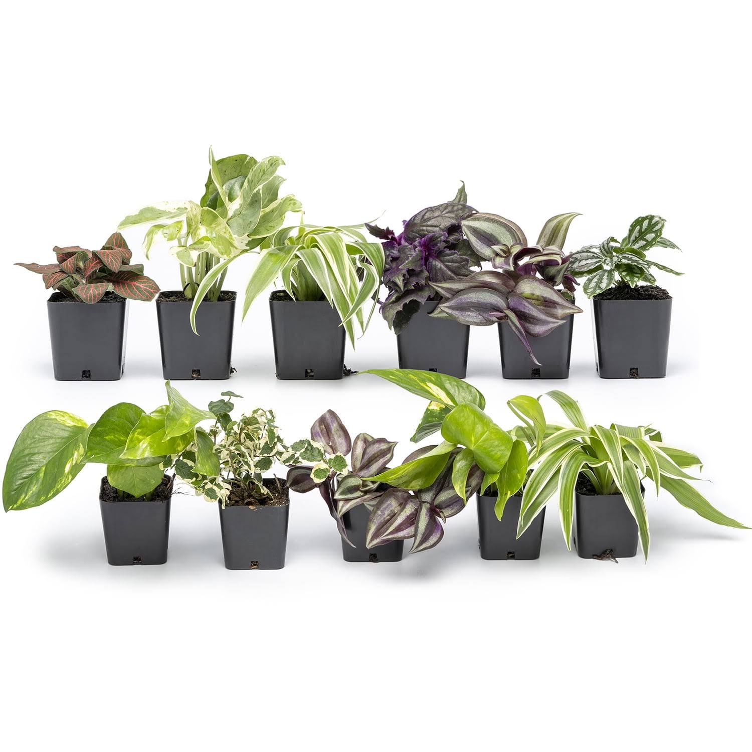 7a92a8c630b052fdc01ce0dc9f2af51d05ff9ce6771828f214fb89701d566e8e.jpg Altman Plants Live Houseplants 12pk, Indoor Plants for Delivery Prime, Live Plants and Gardening Gifts for Plant lovers, Planters for Indoor Plants - Image 1
