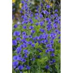 50 Blue Wild Indigo (False Indigo) Baptisia Australis Flower Seeds