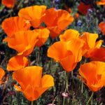 Outsidepride California Poppy Wildflower Seed - 1 lb