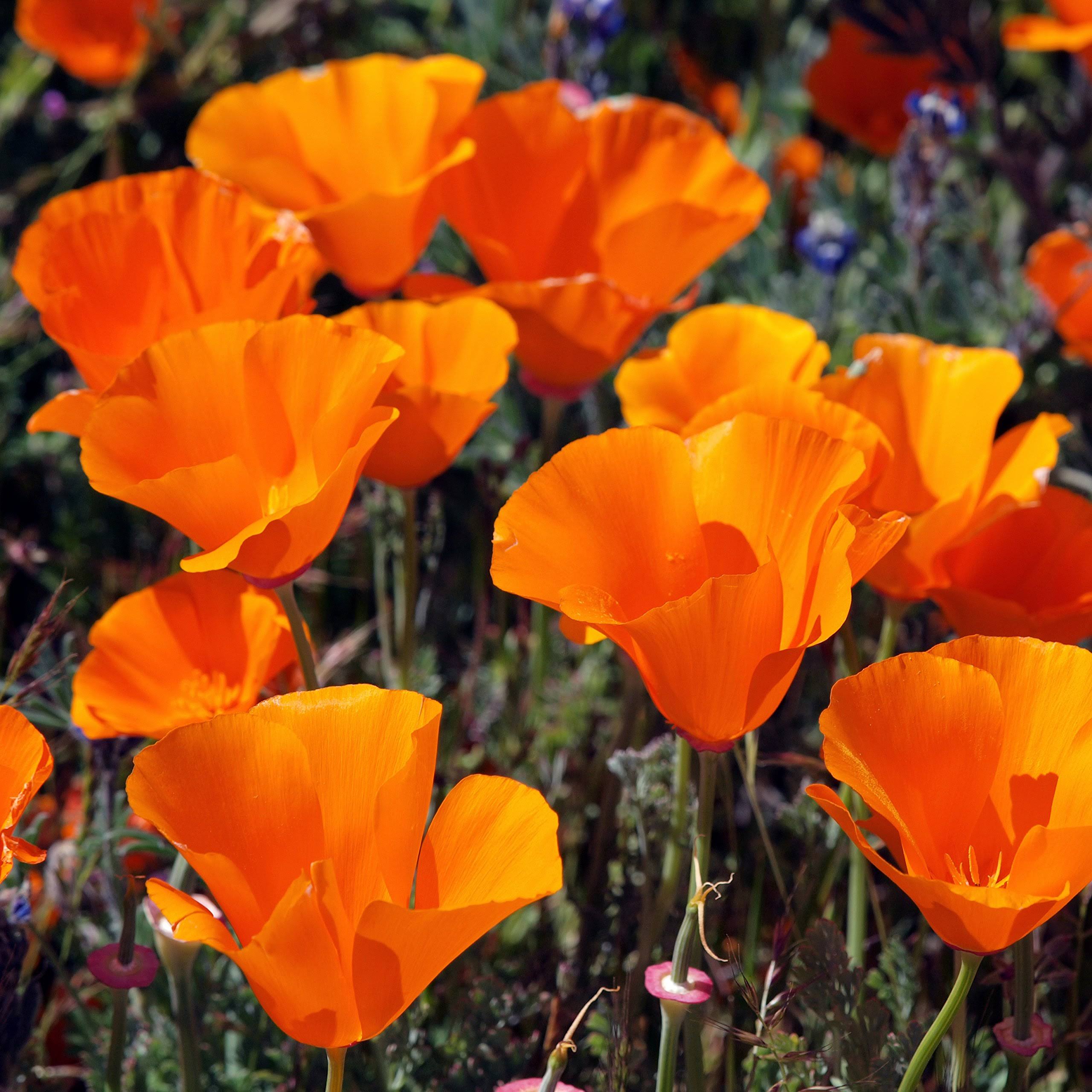 7af9b3e8d4d7fde78b51316cf1b51444ed9ea6e1ba539e8cb9c5015139a7a0f3.jpg Outsidepride California Poppy Wildflower Seed - 1 lb - Image 1