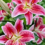 Van Zyverden Lilies Premium Oriental Stargazer (Set of 7 Giant Mammoth Bulbs)