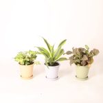 Costa Nursery Farms 4.4" Colorama Exotic Angel Plant - Each