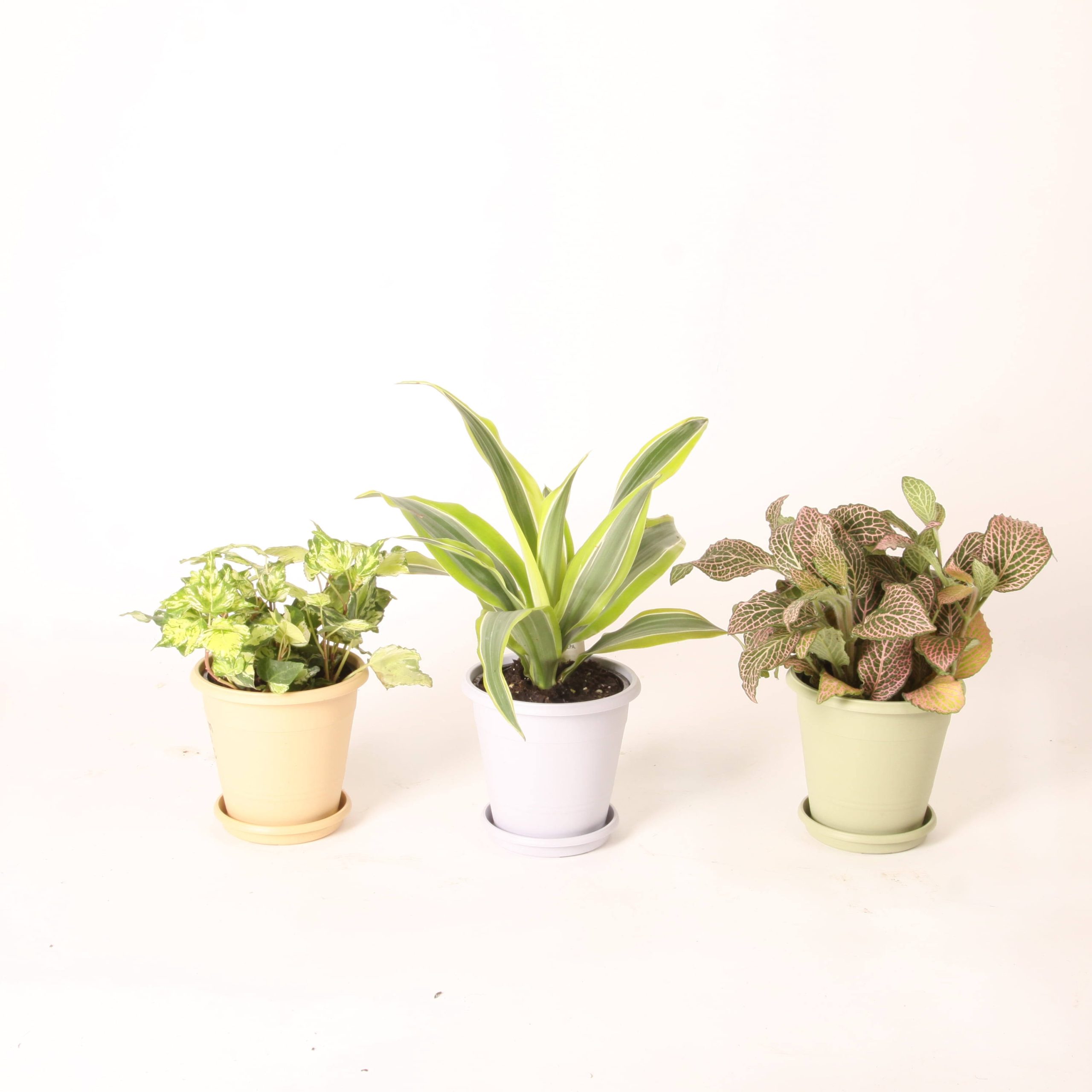 7b756c416919e8e78cef02537d96d043cdfbe168e2b94bce343424fe455ff26c.jpg Costa Nursery Farms 4.4" Colorama Exotic Angel Plant - Each - Image 1