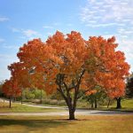 1 gal. Chinese Pistache Deciduous Tree