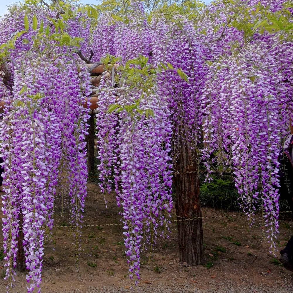 7d1e700d1cae9cb6cc7f6493b3d7839f976a627ca31f9c369fa1a168351bd6b7.jpg 2.5 qt. Wisteria Amethyst Falls Flowering Shrub with Purple Flowers - Image 1