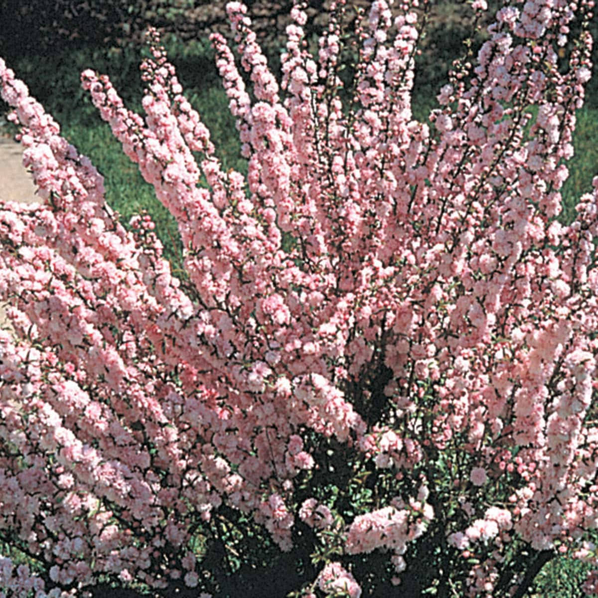 7e248662b5acd85c418e8d87ab4dba2a4941ddb10ab77ab83d0fed7dac54d3f2.jpg Flowering Ornamental Almond Shrub Grown in A 1.50 Gallon Pot (1-Pack) - Image 1