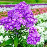 Goliath Tall Garden Purple Flowering Phlox Dormant Bare Root Perennial Roots (5-Pack)