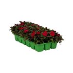 18-Pack Compact Red SunPatiens Impatiens Outdoor Annual Plant with Red Flowers in 2.75 in. Cell Grower's Tray