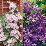Van Zyverden 2 Varieties Clematis Collection Plants (Set of 2)