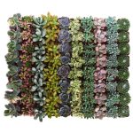 Shop Succulents 2 in. Premium Pastel Succulent (Collection of 32)