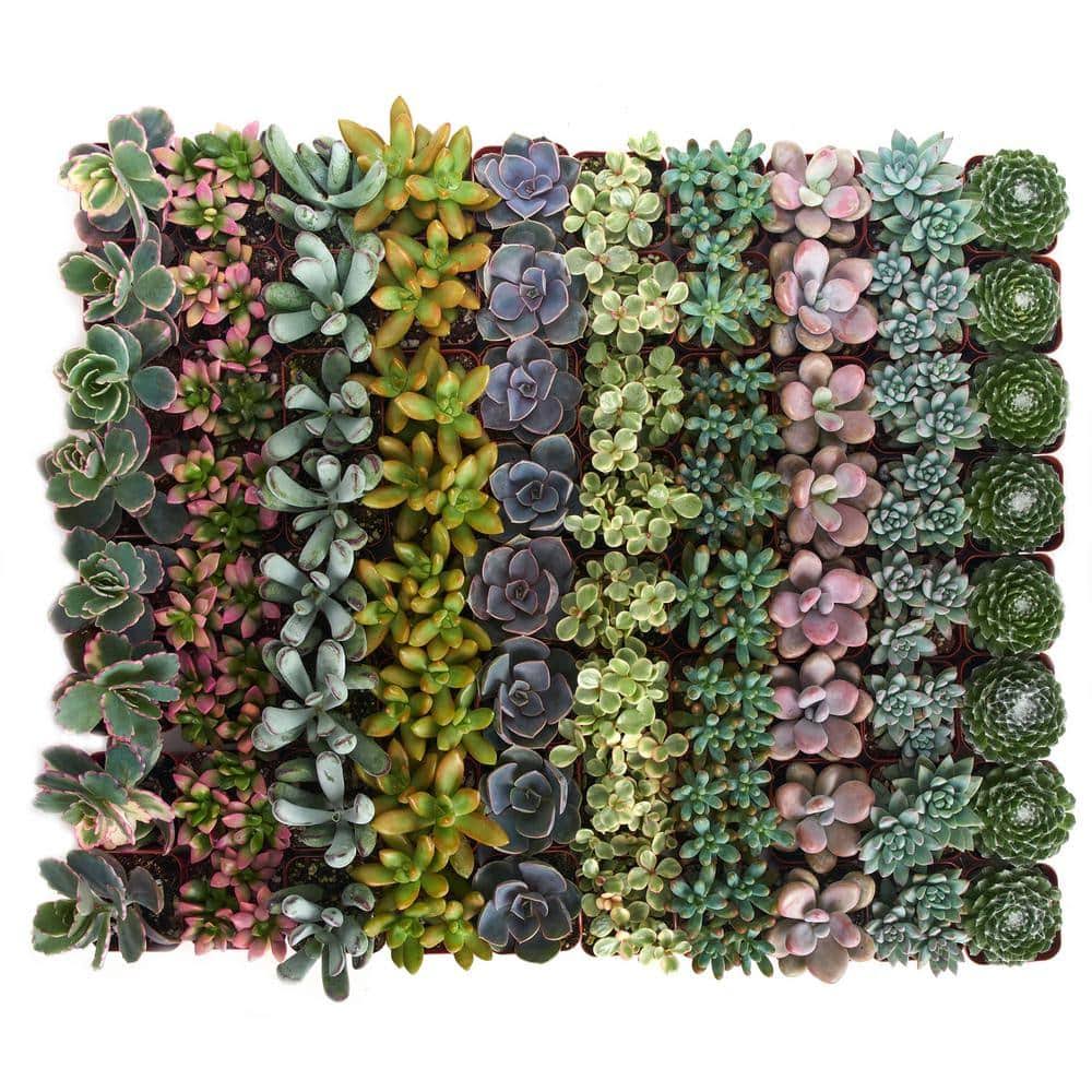 7fc50881f9835dcdb5907a8582f359ea8cb593f85af8eeb3ae75fe0ea742c9f5.jpg Shop Succulents 2 in. Premium Pastel Succulent (Collection of 32) - Image 1
