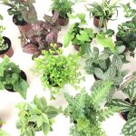 Optiflora Mini Terrarium Plants (6 Plants) (2 Pots) Fairy Garden Plants Assorted Varieties