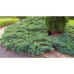 1 gal. Blue Rug Juniper Shrub Unique Blue Evergreen Ground Cover Shrub