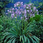 Van Zyverden Agapanthus Blue Set of 3 Roots