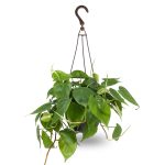 Exotic Angel Plants Tropical House Plant in 3-Quart Hanging Basket | HEGHB5