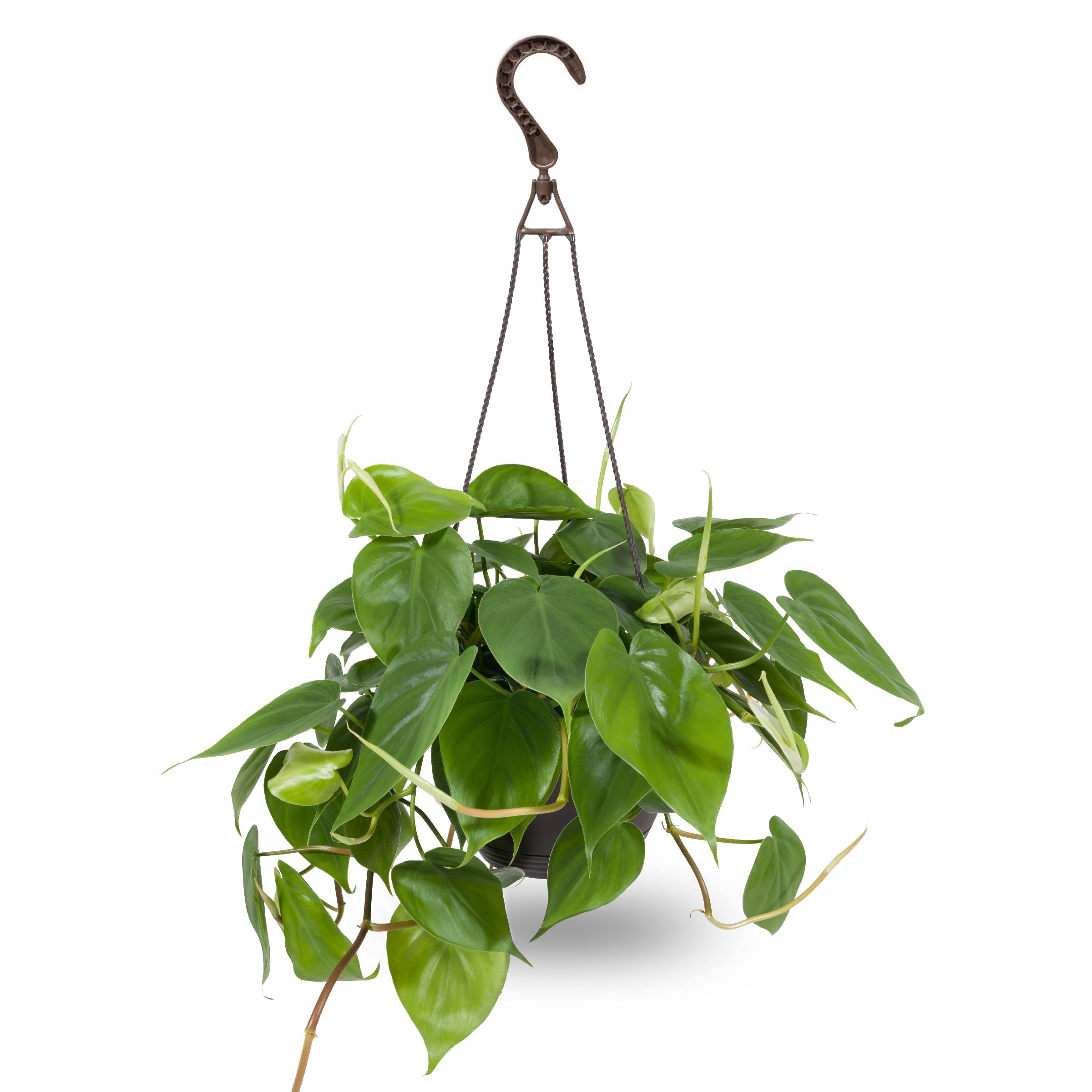 81800fcbcfb9471f2c88ac1ffaef138fa4c5dd7524da759704cc2af47498fbd3.jpg Exotic Angel Plants Tropical House Plant in 3-Quart Hanging Basket | HEGHB5 - Image 1