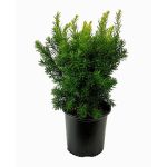 1.5 gal. Dense Spreading Yew (Taxus) Live Shrub