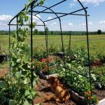 Extra Tall Titan Squash Tunnel Lightweight Metal Garden Trellis for Vegetables and Flowers - Gardener's Supply Company