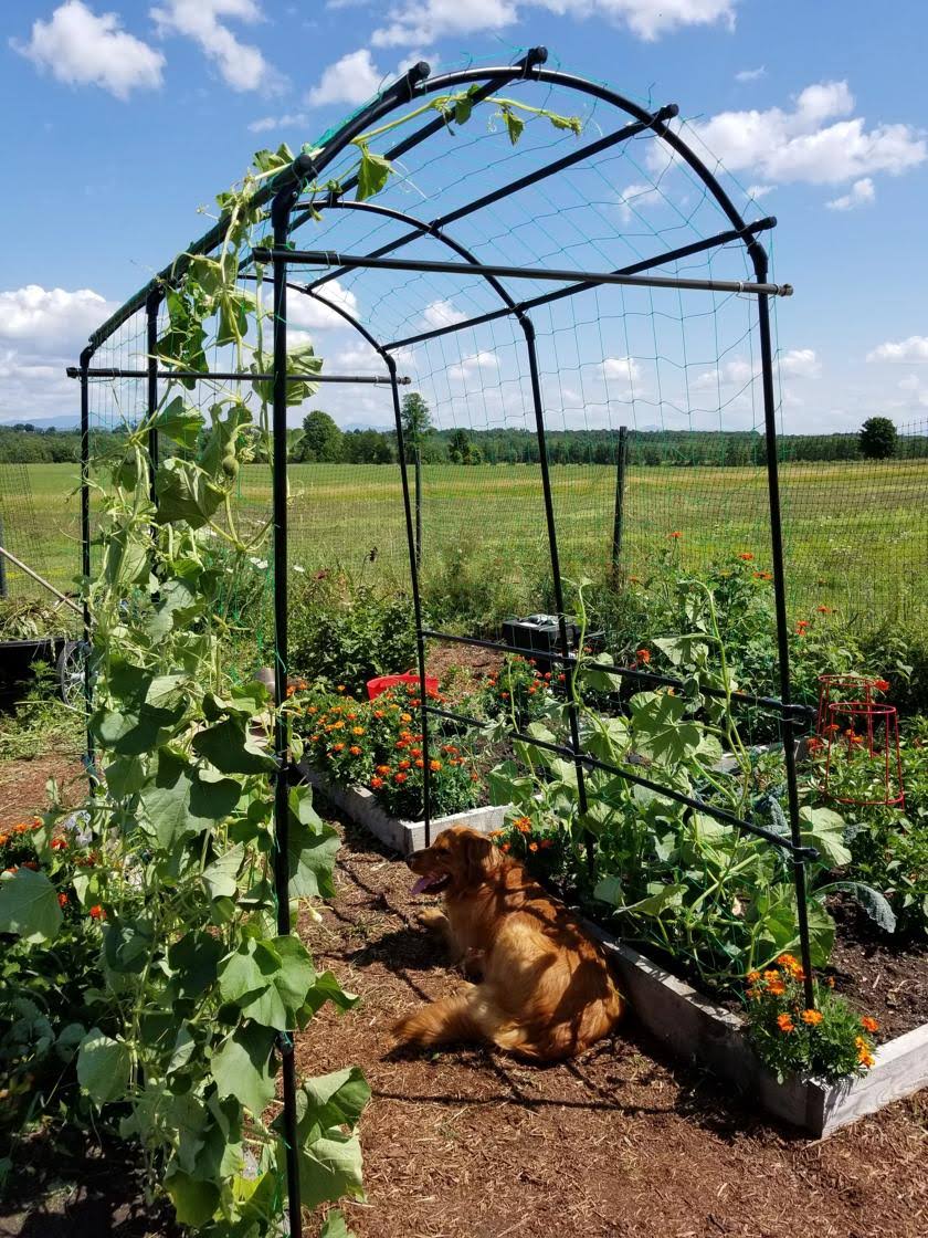 8282f69a1b00f56e0875d69da75e7be3f747b61a9b5e4283b0356be80c42f126.jpg Extra Tall Titan Squash Tunnel Lightweight Metal Garden Trellis for Vegetables and Flowers - Gardener's Supply Company - Image 1