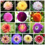 300 Mix Dahlia Seeds Compound Petals Multi-Color, Beautiful Annual Outdoor Garden Potted Plants Non-GMO Dahlia for Planting