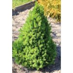 1 gal. Dwarf Alberta Spruce Shrub Aromatic and Soft Evergreen Foliage, Almost No Maintenance Required