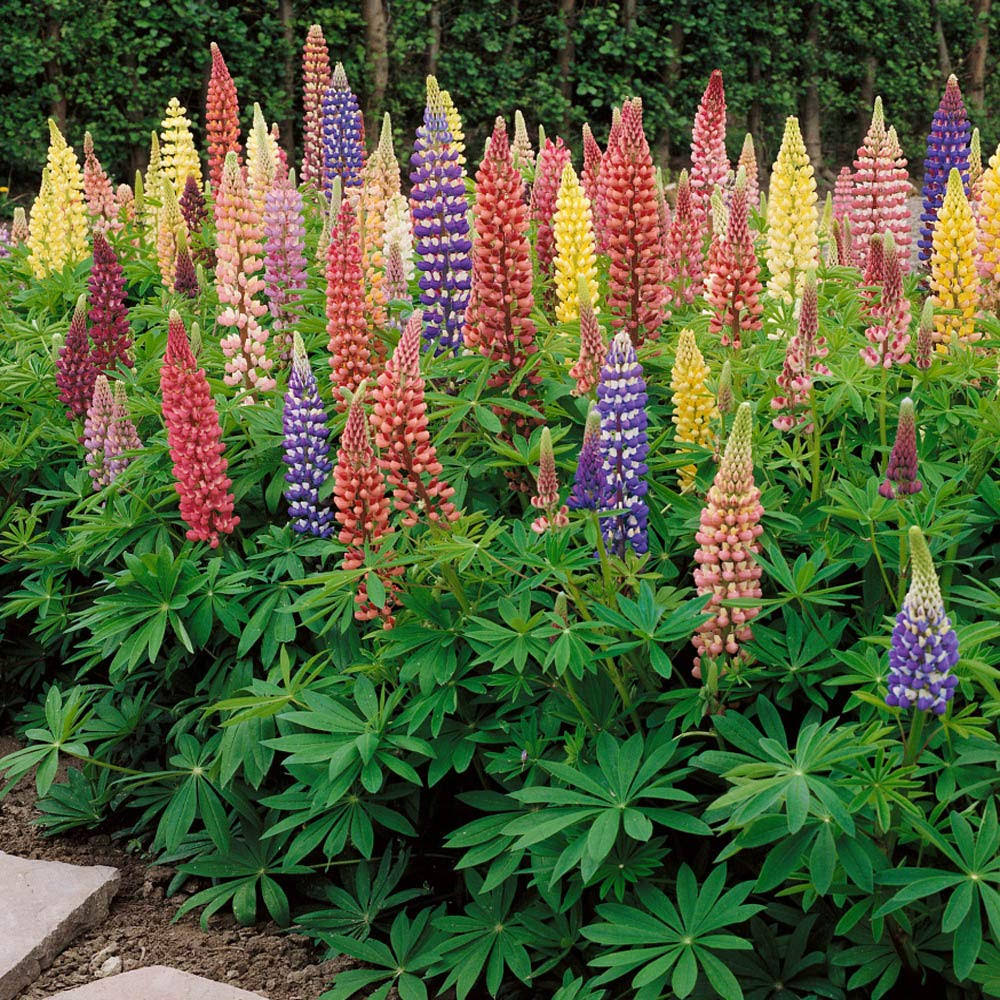 842376803b82fe4bc319feafeb98b3ac92b9fe34c9be7ca59f835f520647b1f8.jpg Outsidepride Russell Lupine Plant Flower Seed - 1 lb - Image 1