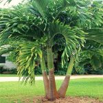 2-3 ft. - Christmas Palm Tree - A Low Maintenance, Stylish & Detoxifying Palm Tree