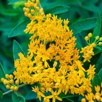 Hello Yellow Butterfly Flower