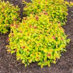 2.25 gal. Pot Magic Carpet Spirea Deciduous Flowering Shrub (1-Pack)
