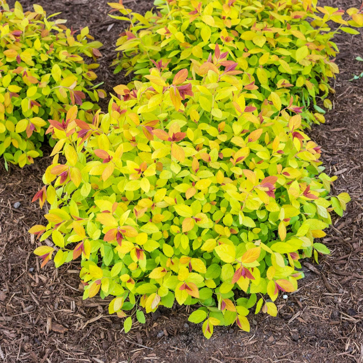 8529c7462eadc91dbfe3ab93477defedceef2fa0824aeac485fc5f4e8320e85b.jpg 2.25 gal. Pot Magic Carpet Spirea Deciduous Flowering Shrub (1-Pack) - Image 1