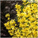 Van Zyverden Forsythia Magical Gold 4" Potted Rocketliners Set of 3 Plants